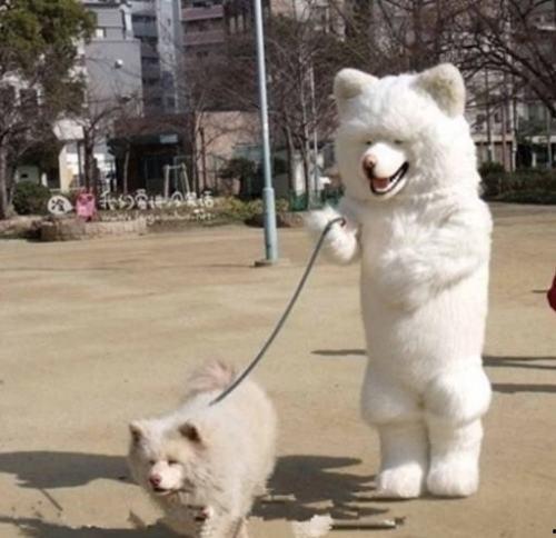 济南骑狗大队爆料视频曝光,视频揭露惊人一幕